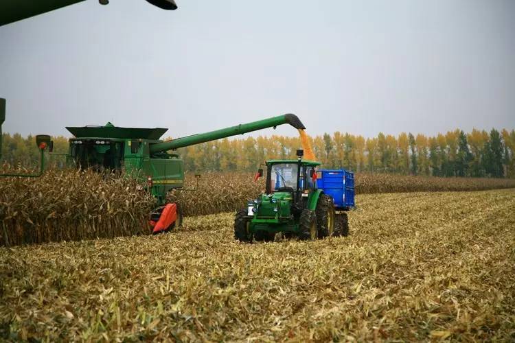 “德美亚”被国家玉米产业体系推荐为东北地区优良玉米品种